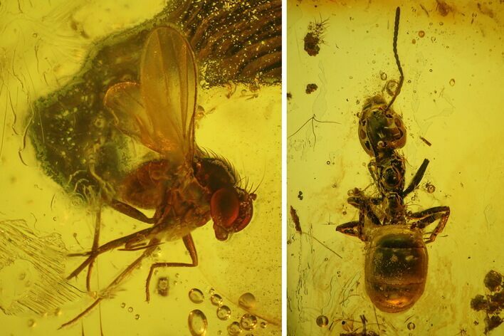 Fossil Flies, Three Ants, a Crane Fly and a Wasp in Baltic Amber #183602